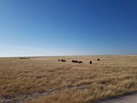 Tage Rundreise Namibia – Die Erlebnistour mit  Kalahari – Fish River-Canyon – Lüderitz – Namib – Swakopmund – Erongo Gebirge – Etosha Nationalpark – Windhoek (1677)