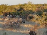 Tage Rundreise Namibia – Die Erlebnistour mit  Kalahari – Fish River-Canyon – Lüderitz – Namib – Swakopmund – Erongo Gebirge – Etosha Nationalpark – Windhoek (1688)