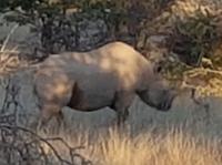 Tage Rundreise Namibia – Die Erlebnistour mit  Kalahari – Fish River-Canyon – Lüderitz – Namib – Swakopmund – Erongo Gebirge – Etosha Nationalpark – Windhoek (1690)