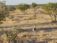 Tage Rundreise Namibia – Die Erlebnistour mit  Kalahari – Fish River-Canyon – Lüderitz – Namib – Swakopmund – Erongo Gebirge – Etosha Nationalpark – Windhoek (1697)