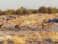 Tage Rundreise Namibia – Die Erlebnistour mit  Kalahari – Fish River-Canyon – Lüderitz – Namib – Swakopmund – Erongo Gebirge – Etosha Nationalpark – Windhoek (1698)