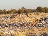 Tage Rundreise Namibia – Die Erlebnistour mit  Kalahari – Fish River-Canyon – Lüderitz – Namib – Swakopmund – Erongo Gebirge – Etosha Nationalpark – Windhoek (1699)
