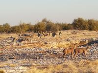Tage Rundreise Namibia – Die Erlebnistour mit  Kalahari – Fish River-Canyon – Lüderitz – Namib – Swakopmund – Erongo Gebirge – Etosha Nationalpark – Windhoek (1700)