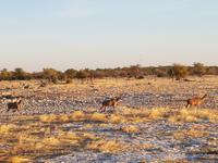 Tage Rundreise Namibia – Die Erlebnistour mit  Kalahari – Fish River-Canyon – Lüderitz – Namib – Swakopmund – Erongo Gebirge – Etosha Nationalpark – Windhoek (1701)