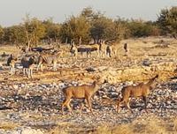 Tage Rundreise Namibia – Die Erlebnistour mit  Kalahari – Fish River-Canyon – Lüderitz – Namib – Swakopmund – Erongo Gebirge – Etosha Nationalpark – Windhoek (1703)