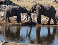 Tage Rundreise Namibia – Die Erlebnistour mit  Kalahari – Fish River-Canyon – Lüderitz – Namib – Swakopmund – Erongo Gebirge – Etosha Nationalpark – Windhoek (1733)