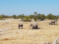 Tage Rundreise Namibia – Die Erlebnistour mit  Kalahari – Fish River-Canyon – Lüderitz – Namib – Swakopmund – Erongo Gebirge – Etosha Nationalpark – Windhoek (1735)