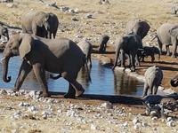 Tage Rundreise Namibia – Die Erlebnistour mit  Kalahari – Fish River-Canyon – Lüderitz – Namib – Swakopmund – Erongo Gebirge – Etosha Nationalpark – Windhoek (1746)