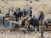 Tage Rundreise Namibia – Die Erlebnistour mit  Kalahari – Fish River-Canyon – Lüderitz – Namib – Swakopmund – Erongo Gebirge – Etosha Nationalpark – Windhoek (1751)