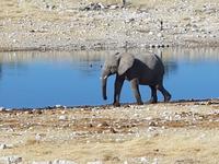 Tage Rundreise Namibia – Die Erlebnistour mit  Kalahari – Fish River-Canyon – Lüderitz – Namib – Swakopmund – Erongo Gebirge – Etosha Nationalpark – Windhoek (1752)