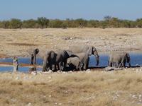 Tage Rundreise Namibia – Die Erlebnistour mit  Kalahari – Fish River-Canyon – Lüderitz – Namib – Swakopmund – Erongo Gebirge – Etosha Nationalpark – Windhoek (1777)