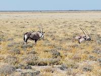 Tage Rundreise Namibia – Die Erlebnistour mit  Kalahari – Fish River-Canyon – Lüderitz – Namib – Swakopmund – Erongo Gebirge – Etosha Nationalpark – Windhoek (1783)