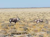 Tage Rundreise Namibia – Die Erlebnistour mit  Kalahari – Fish River-Canyon – Lüderitz – Namib – Swakopmund – Erongo Gebirge – Etosha Nationalpark – Windhoek (1784)