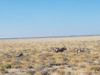 Tage Rundreise Namibia – Die Erlebnistour mit  Kalahari – Fish River-Canyon – Lüderitz – Namib – Swakopmund – Erongo Gebirge – Etosha Nationalpark – Windhoek (1785)