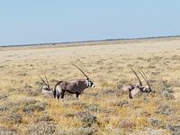Tage Rundreise Namibia – Die Erlebnistour mit  Kalahari – Fish River-Canyon – Lüderitz – Namib – Swakopmund – Erongo Gebirge – Etosha Nationalpark – Windhoek (1786)