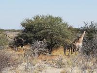 Tage Rundreise Namibia – Die Erlebnistour mit  Kalahari – Fish River-Canyon – Lüderitz – Namib – Swakopmund – Erongo Gebirge – Etosha Nationalpark – Windhoek (1792)