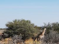 Tage Rundreise Namibia – Die Erlebnistour mit  Kalahari – Fish River-Canyon – Lüderitz – Namib – Swakopmund – Erongo Gebirge – Etosha Nationalpark – Windhoek (1793)