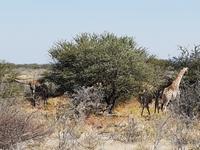 Tage Rundreise Namibia – Die Erlebnistour mit  Kalahari – Fish River-Canyon – Lüderitz – Namib – Swakopmund – Erongo Gebirge – Etosha Nationalpark – Windhoek (1794)
