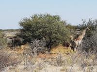 Tage Rundreise Namibia – Die Erlebnistour mit  Kalahari – Fish River-Canyon – Lüderitz – Namib – Swakopmund – Erongo Gebirge – Etosha Nationalpark – Windhoek (1795)