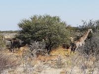 Tage Rundreise Namibia – Die Erlebnistour mit  Kalahari – Fish River-Canyon – Lüderitz – Namib – Swakopmund – Erongo Gebirge – Etosha Nationalpark – Windhoek (1796)