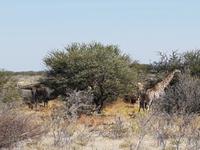 Tage Rundreise Namibia – Die Erlebnistour mit  Kalahari – Fish River-Canyon – Lüderitz – Namib – Swakopmund – Erongo Gebirge – Etosha Nationalpark – Windhoek (1797)
