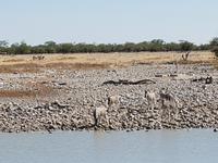 Tage Rundreise Namibia – Die Erlebnistour mit  Kalahari – Fish River-Canyon – Lüderitz – Namib – Swakopmund – Erongo Gebirge – Etosha Nationalpark – Windhoek (1798)