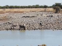 Tage Rundreise Namibia – Die Erlebnistour mit  Kalahari – Fish River-Canyon – Lüderitz – Namib – Swakopmund – Erongo Gebirge – Etosha Nationalpark – Windhoek (1799)
