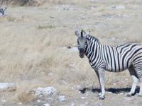 Tage Rundreise Namibia – Die Erlebnistour mit  Kalahari – Fish River-Canyon – Lüderitz – Namib – Swakopmund – Erongo Gebirge – Etosha Nationalpark – Windhoek (1801)