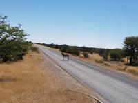 Tage Rundreise Namibia – Die Erlebnistour mit  Kalahari – Fish River-Canyon – Lüderitz – Namib – Swakopmund – Erongo Gebirge – Etosha Nationalpark – Windhoek (1802)