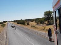 Tage Rundreise Namibia – Die Erlebnistour mit  Kalahari – Fish River-Canyon – Lüderitz – Namib – Swakopmund – Erongo Gebirge – Etosha Nationalpark – Windhoek (1804)