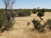 Tage Rundreise Namibia – Die Erlebnistour mit  Kalahari – Fish River-Canyon – Lüderitz – Namib – Swakopmund – Erongo Gebirge – Etosha Nationalpark – Windhoek (1805)