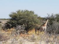 Tage Rundreise Namibia – Die Erlebnistour mit  Kalahari – Fish River-Canyon – Lüderitz – Namib – Swakopmund – Erongo Gebirge – Etosha Nationalpark – Windhoek (1807)