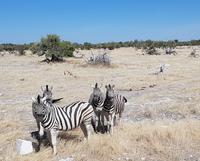 Tage Rundreise Namibia – Die Erlebnistour mit  Kalahari – Fish River-Canyon – Lüderitz – Namib – Swakopmund – Erongo Gebirge – Etosha Nationalpark – Windhoek (1808)