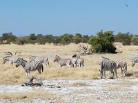 Tage Rundreise Namibia – Die Erlebnistour mit  Kalahari – Fish River-Canyon – Lüderitz – Namib – Swakopmund – Erongo Gebirge – Etosha Nationalpark – Windhoek (1809)