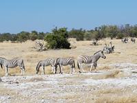Tage Rundreise Namibia – Die Erlebnistour mit  Kalahari – Fish River-Canyon – Lüderitz – Namib – Swakopmund – Erongo Gebirge – Etosha Nationalpark – Windhoek (1810)