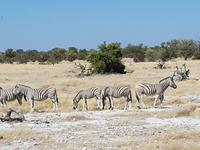 Tage Rundreise Namibia – Die Erlebnistour mit  Kalahari – Fish River-Canyon – Lüderitz – Namib – Swakopmund – Erongo Gebirge – Etosha Nationalpark – Windhoek (1811)