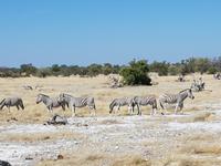 Tage Rundreise Namibia – Die Erlebnistour mit  Kalahari – Fish River-Canyon – Lüderitz – Namib – Swakopmund – Erongo Gebirge – Etosha Nationalpark – Windhoek (1812)