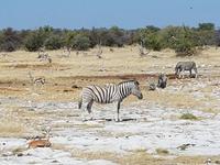 Tage Rundreise Namibia – Die Erlebnistour mit  Kalahari – Fish River-Canyon – Lüderitz – Namib – Swakopmund – Erongo Gebirge – Etosha Nationalpark – Windhoek (1814)