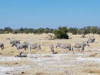 Tage Rundreise Namibia – Die Erlebnistour mit  Kalahari – Fish River-Canyon – Lüderitz – Namib – Swakopmund – Erongo Gebirge – Etosha Nationalpark – Windhoek (1815)