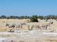 Tage Rundreise Namibia – Die Erlebnistour mit  Kalahari – Fish River-Canyon – Lüderitz – Namib – Swakopmund – Erongo Gebirge – Etosha Nationalpark – Windhoek (1816)