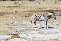 Tage Rundreise Namibia – Die Erlebnistour mit  Kalahari – Fish River-Canyon – Lüderitz – Namib – Swakopmund – Erongo Gebirge – Etosha Nationalpark – Windhoek (1817)