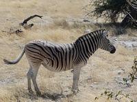 Tage Rundreise Namibia – Die Erlebnistour mit  Kalahari – Fish River-Canyon – Lüderitz – Namib – Swakopmund – Erongo Gebirge – Etosha Nationalpark – Windhoek (1818)