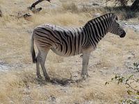 Tage Rundreise Namibia – Die Erlebnistour mit  Kalahari – Fish River-Canyon – Lüderitz – Namib – Swakopmund – Erongo Gebirge – Etosha Nationalpark – Windhoek (1819)