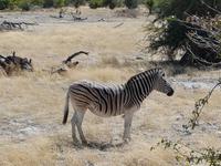 Tage Rundreise Namibia – Die Erlebnistour mit  Kalahari – Fish River-Canyon – Lüderitz – Namib – Swakopmund – Erongo Gebirge – Etosha Nationalpark – Windhoek (1820)