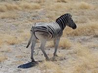 Tage Rundreise Namibia – Die Erlebnistour mit  Kalahari – Fish River-Canyon – Lüderitz – Namib – Swakopmund – Erongo Gebirge – Etosha Nationalpark – Windhoek (1821)