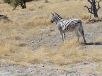 Tage Rundreise Namibia – Die Erlebnistour mit  Kalahari – Fish River-Canyon – Lüderitz – Namib – Swakopmund – Erongo Gebirge – Etosha Nationalpark – Windhoek (1822)