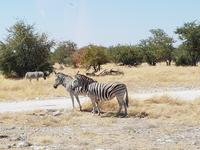 Tage Rundreise Namibia – Die Erlebnistour mit  Kalahari – Fish River-Canyon – Lüderitz – Namib – Swakopmund – Erongo Gebirge – Etosha Nationalpark – Windhoek (1823)