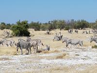 Tage Rundreise Namibia – Die Erlebnistour mit  Kalahari – Fish River-Canyon – Lüderitz – Namib – Swakopmund – Erongo Gebirge – Etosha Nationalpark – Windhoek (1824)