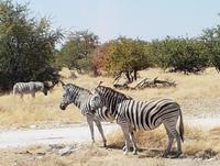 Tage Rundreise Namibia – Die Erlebnistour mit  Kalahari – Fish River-Canyon – Lüderitz – Namib – Swakopmund – Erongo Gebirge – Etosha Nationalpark – Windhoek (1826)