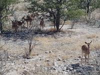 Tage Rundreise Namibia – Die Erlebnistour mit  Kalahari – Fish River-Canyon – Lüderitz – Namib – Swakopmund – Erongo Gebirge – Etosha Nationalpark – Windhoek (1827)